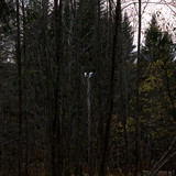 IMG 1975 a