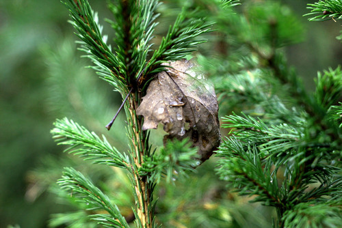 IMG 1969 b.jpg