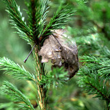 IMG 1969 b