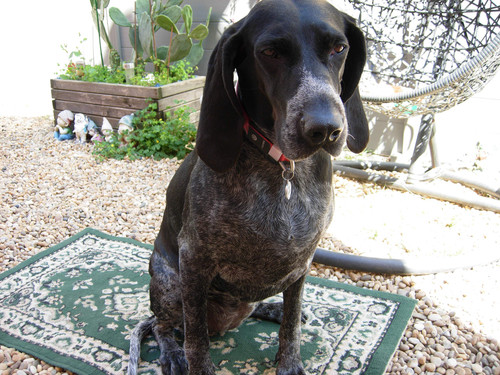 Ma chienne Naîka.jpg