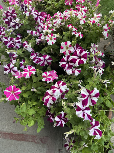IMG 3291.jpg