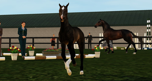 Balou Fohlenshow.jpg