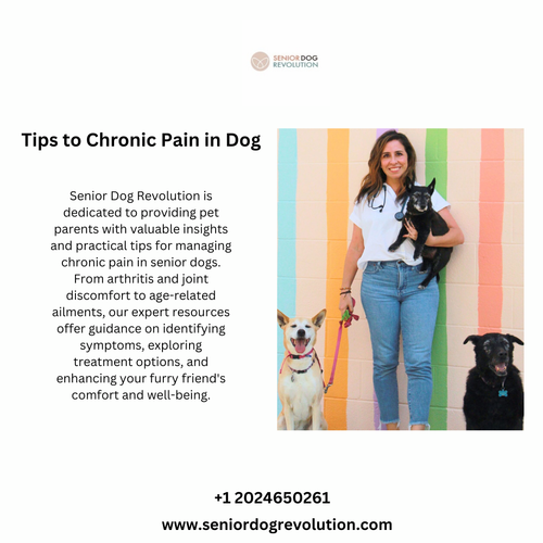 Tips to Chronic Pain in Dog.png