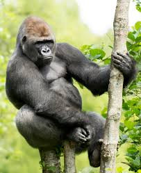 Gorilla Tours.jpg