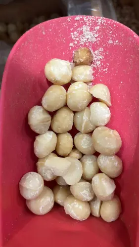 Macadamia 4.00 NaNg [Frutta secca].webp