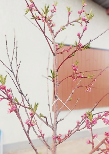 IMG 20240409 180335.jpg