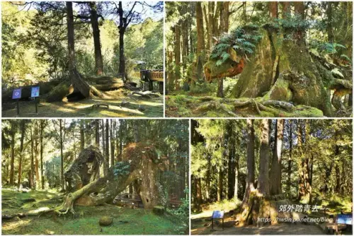 00012 三兄弟、四姊妹、金豬報喜.webp