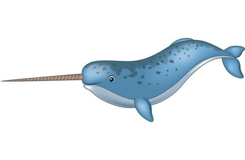 Narwhal 4 650x425.jpg