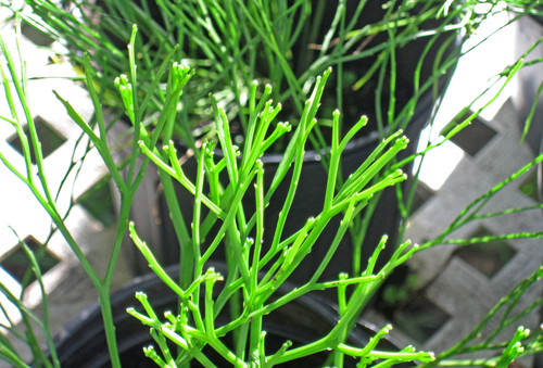Psilotum nudum %28whisk fern%29.jpg