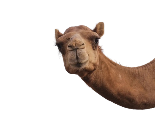 xiscurpy.png