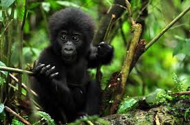 Www.gorillatours.com.jpg