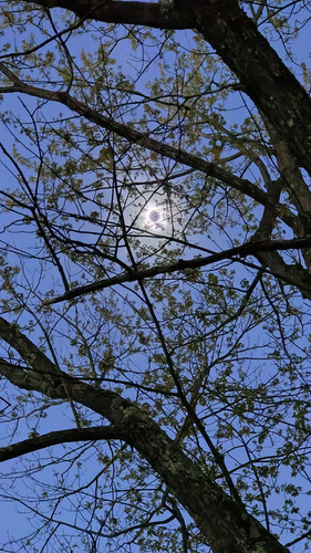 IMG20240408150528.jpg