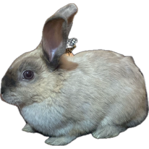 Embrosio.png