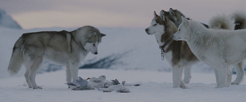 Eight.Below.2006.BluRay.1080p.DTS 5.1.2Audio.x264 beAst.mkv 20240409 061933.709.jpg