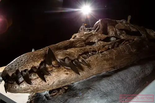 most complete pliosaurus skull o 1024x683.webp