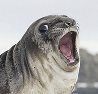 shocked seal omg.jpg