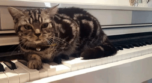 Tasha.gif