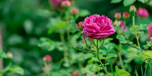 rose flower plant.png