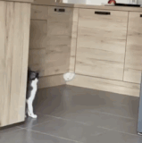 这坨猫是从哪个缝隙里流出来的.gif