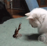 敏捷霸凌.gif