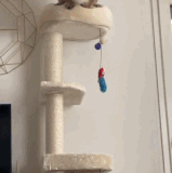 猫猫吃瘪.gif