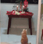 潮汕本地喵.gif