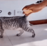 老虎不能当坐骑的原因.gif