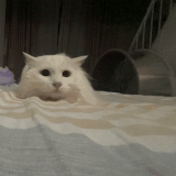 飞跃.gif