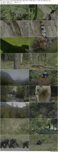 BBC.Planet.Earth.III.2023.EP05.UHD.BluRay.2160p.2Audio.TrueHD.Atmos.7.1.x265.10bit.HDR beAst preview.jpg