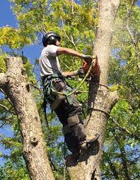 Tree Removal Pennant Hills.jpg