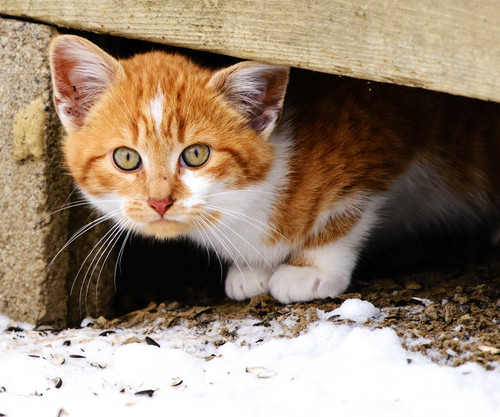 Caring for feral cats in winter 1.jpg