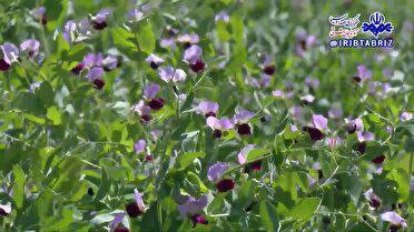 PpE1f6HqIMvdv6ceBvd3roAe qSrzmzoVcM1kNahu8t1EXfSphIjUTE4u849lHLK5bPsousCILY6KeSle6p 62HYXbOwJIg2e 1C.jpg