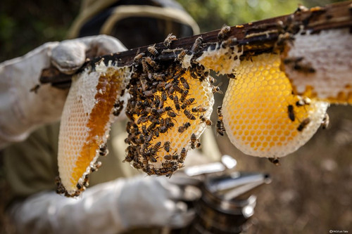 GOmQAcFawAAi sH?format=jpg.jpg