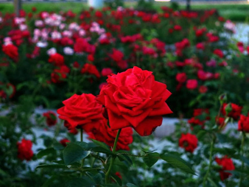 io2iBvfAPE6X8O8o3trQPVfBpZpUJsaWhrBD6Km3sX4sbtdcPDJLTvOMl7FW0BB9TYlEZCx YpX6d9f23IKjGoyO42fX7 bcWtaU.jpg