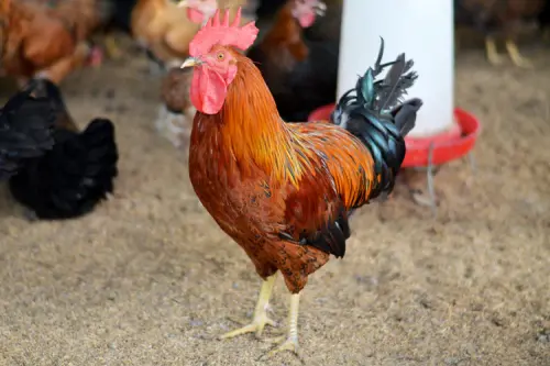Organic Desi Rooster in Hyderabad.webp
