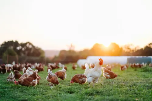 Poultry Farm in Hyderabad.webp