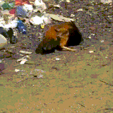 ptici.gif