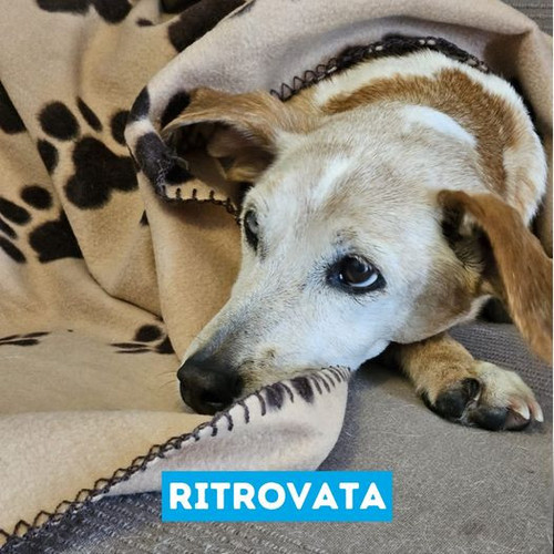 447706519 758175029855715 827632961245181719 n.jpg?stp=dst jpg p526x296& nc cat=105&ccb=1 7& nc sid=.jpg