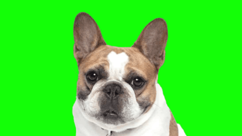 Talking Stella the Dog.png