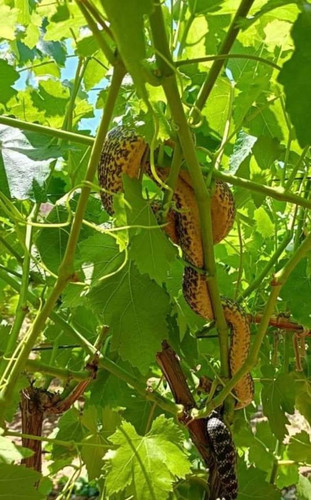 447439678 773264968315838 4790004136615344534 n.jpg?stp=dst jpg p526x296& nc cat=105&ccb=1 7& nc sid.jpg