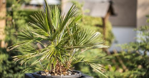 502317058030994888?url=https%3A%2F%2Fresize.elle.fr%2Foriginal%2Fvar%2Fplain site%2Fstorage%2Fimages.jpg