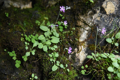 GPHZ inaoAAyL2y?format=jpg.jpg