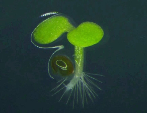 p1ZZ5WaMc QBSP0r.jpg