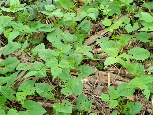 GPN5EhrXMAAXf l?format=jpg.jpg