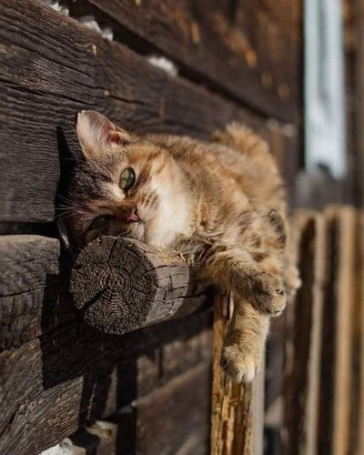 447736311 751060920574006 2498866531838165514 n.jpg