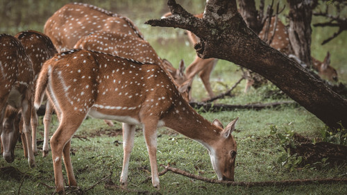 Udawalawe National Park Safari.jpg