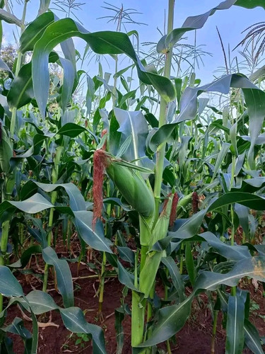 GPKXkg XYAM8Gmv?format=jpg.jpg