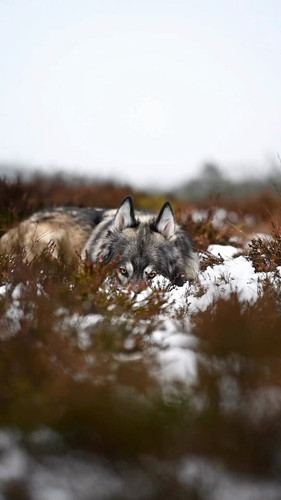 TeL tsyv3AmRzxuD.jpg