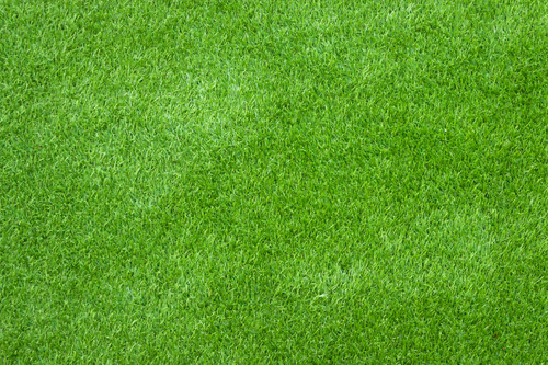 Green grass texture for background..jpg