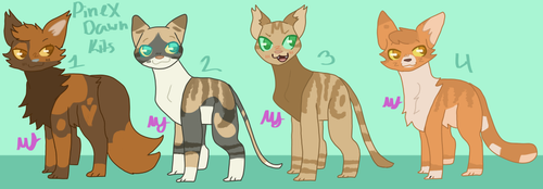 Coralpaw kits desings